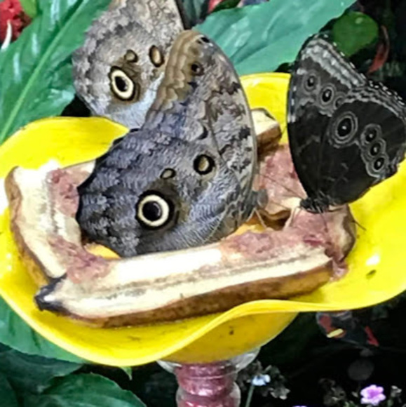 Meet your Posher, Becca - Picture 1 of 1